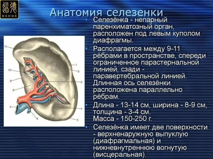 Слабости селезенки. Меридиан селезенки и поджелудочной железы. Меридиан селезенки в китайской медицине. Канал селезенки. Точки канала селезенки.