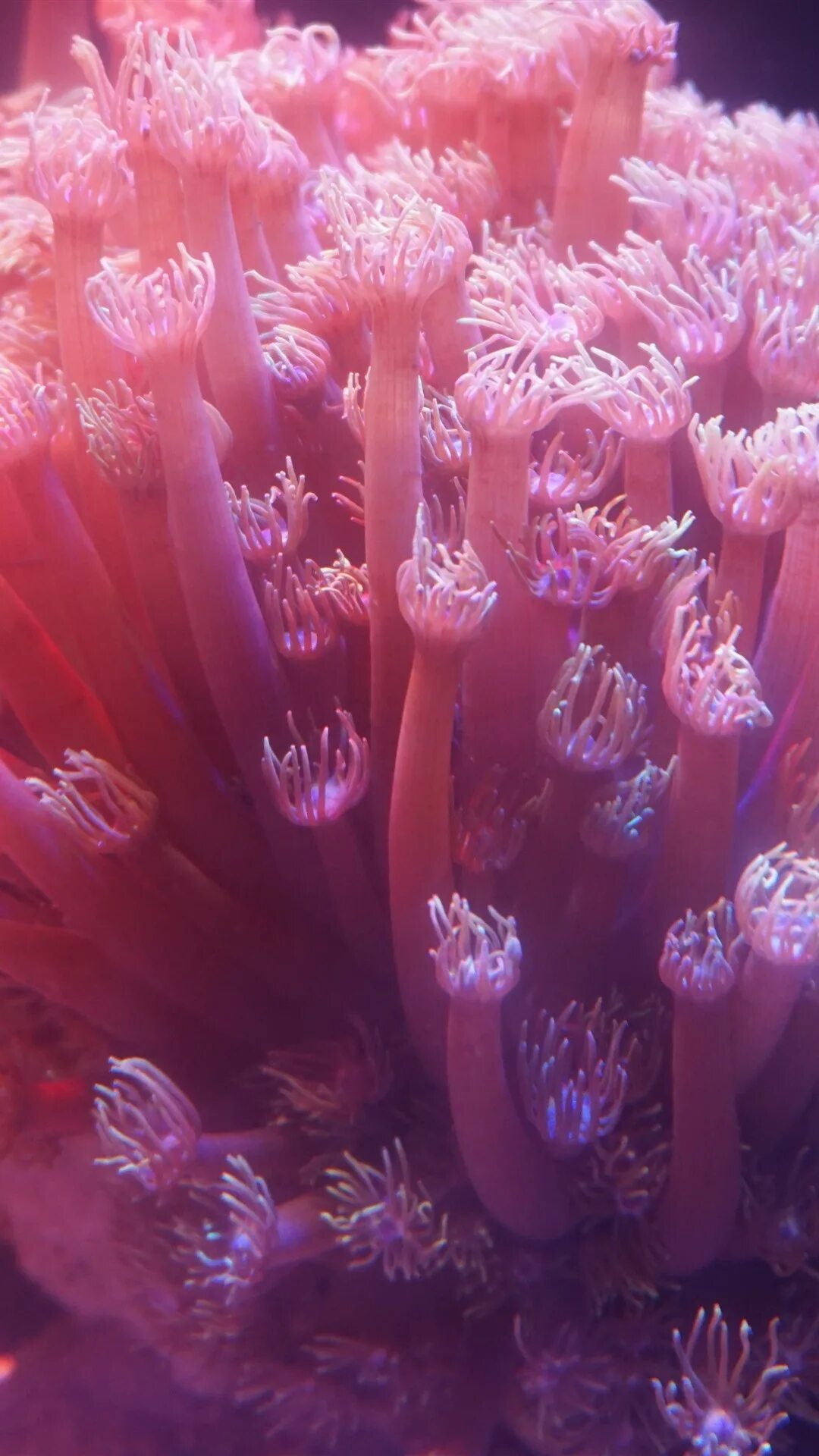 Антоцианин coral pink. Коралловые аксессуары. Укрепитель для ногтей розовый. Оттенки кораллового цвета. Salmon цвет.