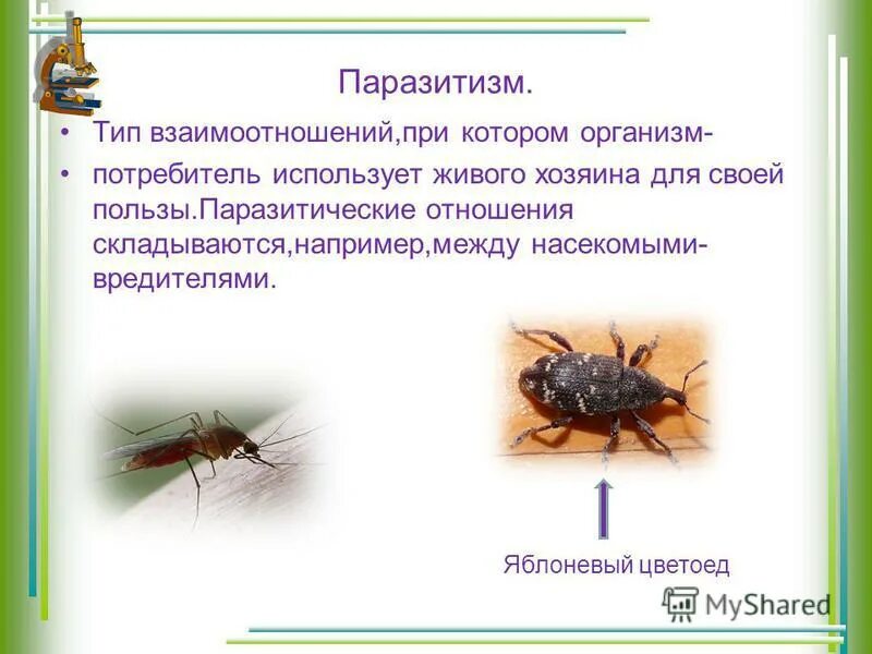 Тип взаимодействия паразитизм. Тип взаимодействия паразитизм