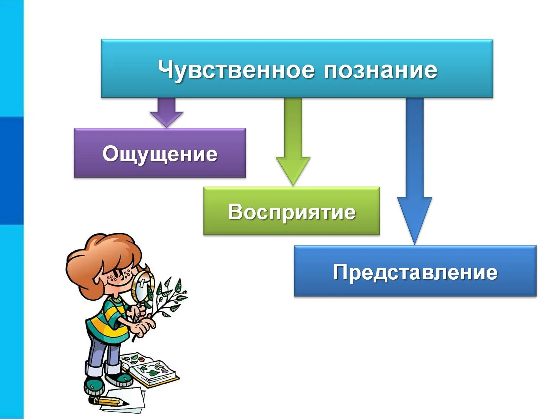 Ощущение основа познания. Как мы познаем окружающий мир. чувственное познание ощущение. чувственное познание 6 класс.