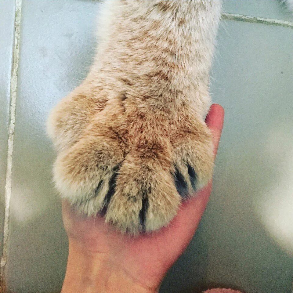 Похож на мохнатую кошачью лапку
