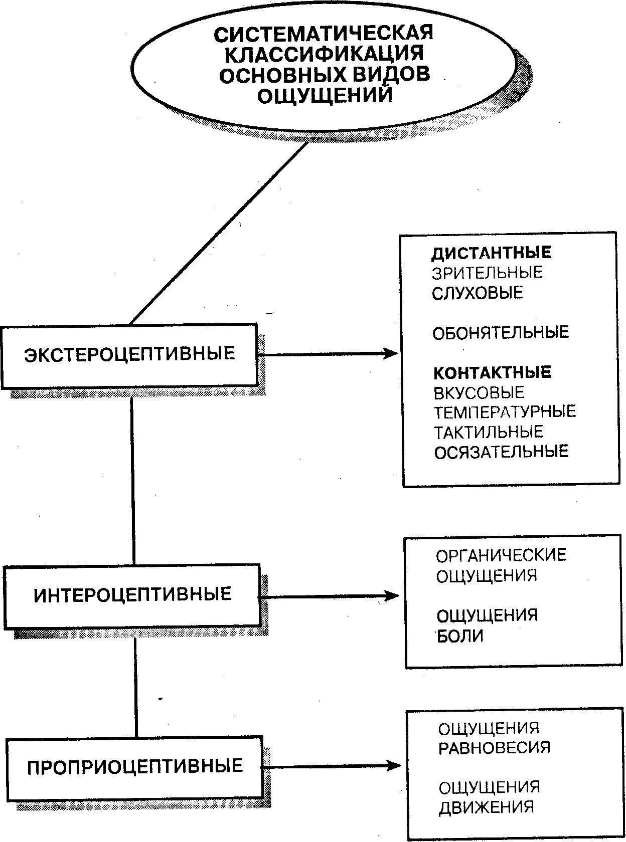 Функции ощущений в психологии. Классификация основных видов ощущений в психологии. систематическая классификация ощущений шеррингтона. классификация ощущений маклаков. систематическая классификация основных видов ощущений.