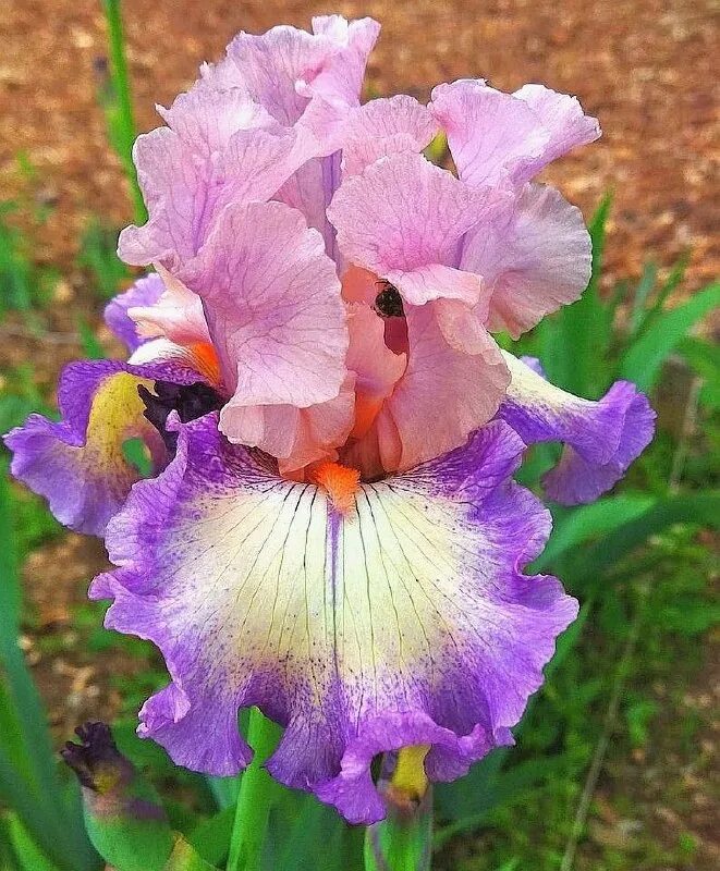 Iris 9