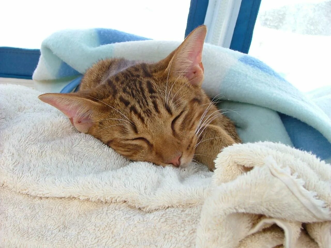 Кошка которая болела