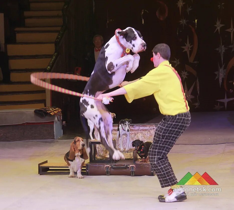 Можно ли ходить в цирк. Животные выступающие в цирке. Слоны в цирке. Слоненок в цирке. Можно ли ходить в цирк.