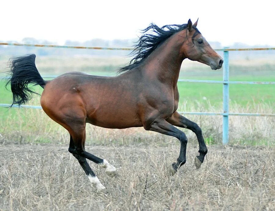 Беговая лошадь. Лошадь бежит галопом референс. Рысаки кони зимой на телефон. Гангут арабский жеребец. Галоп аллюр иноходь.