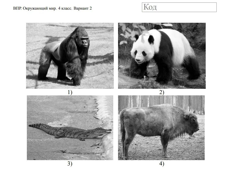 Какие из этих животных обитают в естественной среде не в зоопарке. Животные по материкам 4 класс для ВПР. Материки с животными 4 класс ВПР. Горилла окружающий мир 4 класс. Https vprklass 5 klass