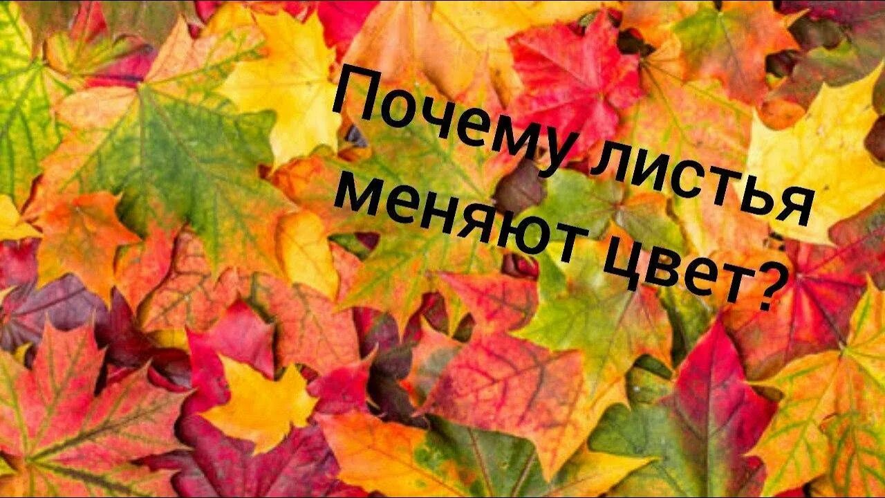 Почему листья цветные. Почему осенью листья разноцветные. листья меняют цвет. почему листья разноцветные. листья меняют цвет фото.