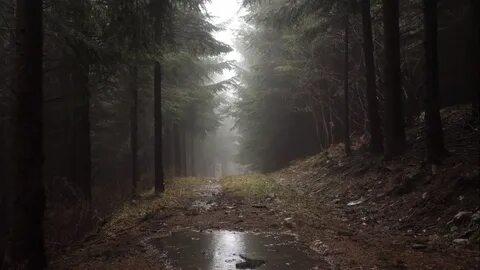 Игра дождь в лесу