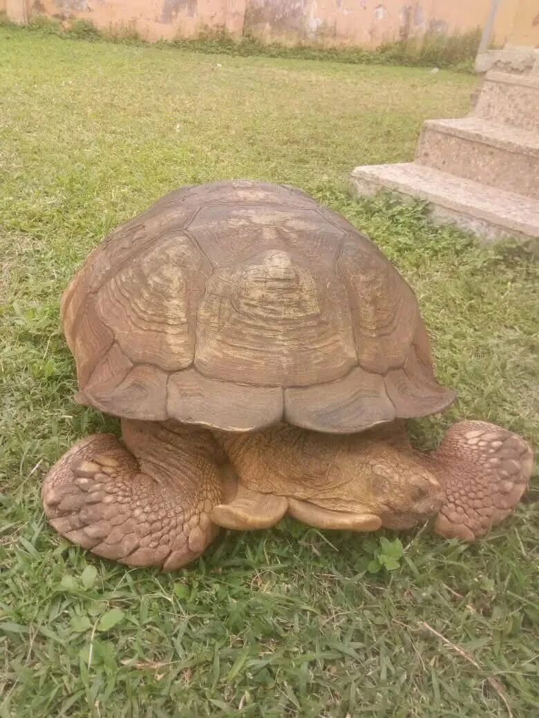 Old turtle