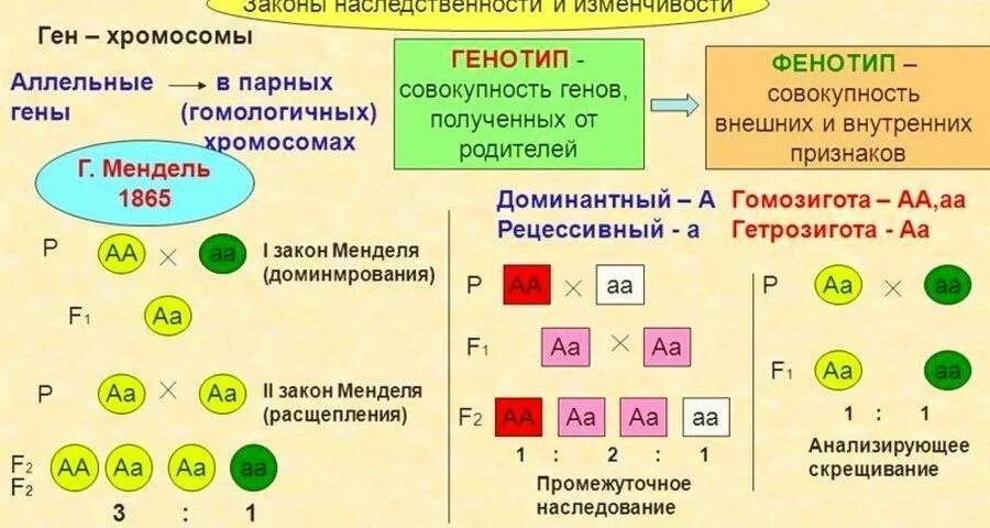 Какие есть фенотипы