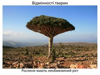Жамалистовое дерево