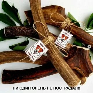 Лакомство для оленей