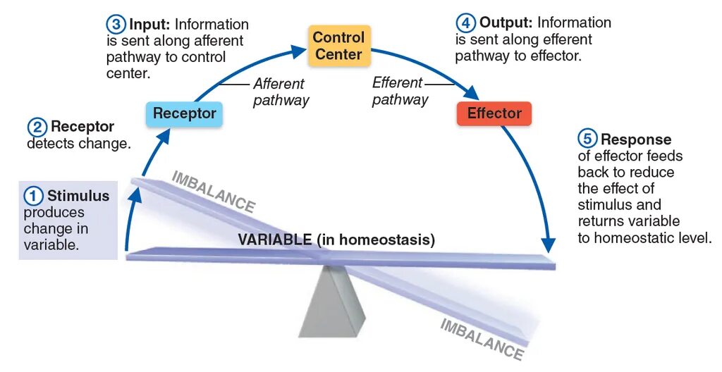 Homeostasis. Гомеостаз картинки. What is homeostasis. Homeostasis presentation. Outputs send