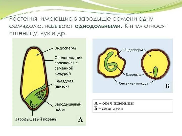 Часть кожуры семени. Строение зародыша однодольных растений. Строение зародыша семени однодольных. Зародыш семени однодольного растения состоит. Однодольные зародыш семядоля и.