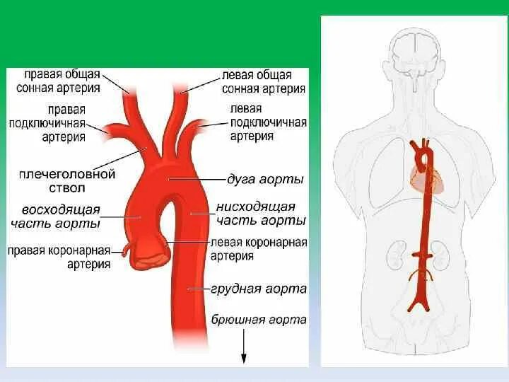 Сосуды дуги аорты анатомия. Аорта общая Сонная артерия. Общая Сонная артерич плечеголоаноц мтаол. Схема правой общей сонной артерии.