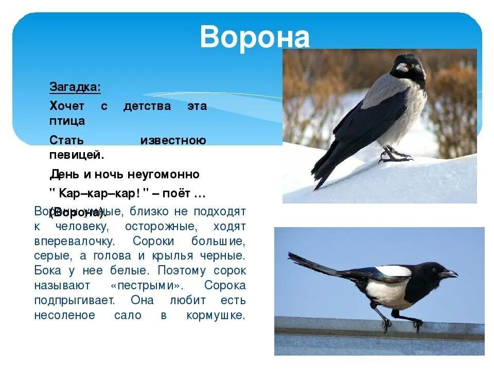 Загадка с вороной. Загадка про ворону. стихи о вороне. загадка про ворона. стих про ворону.