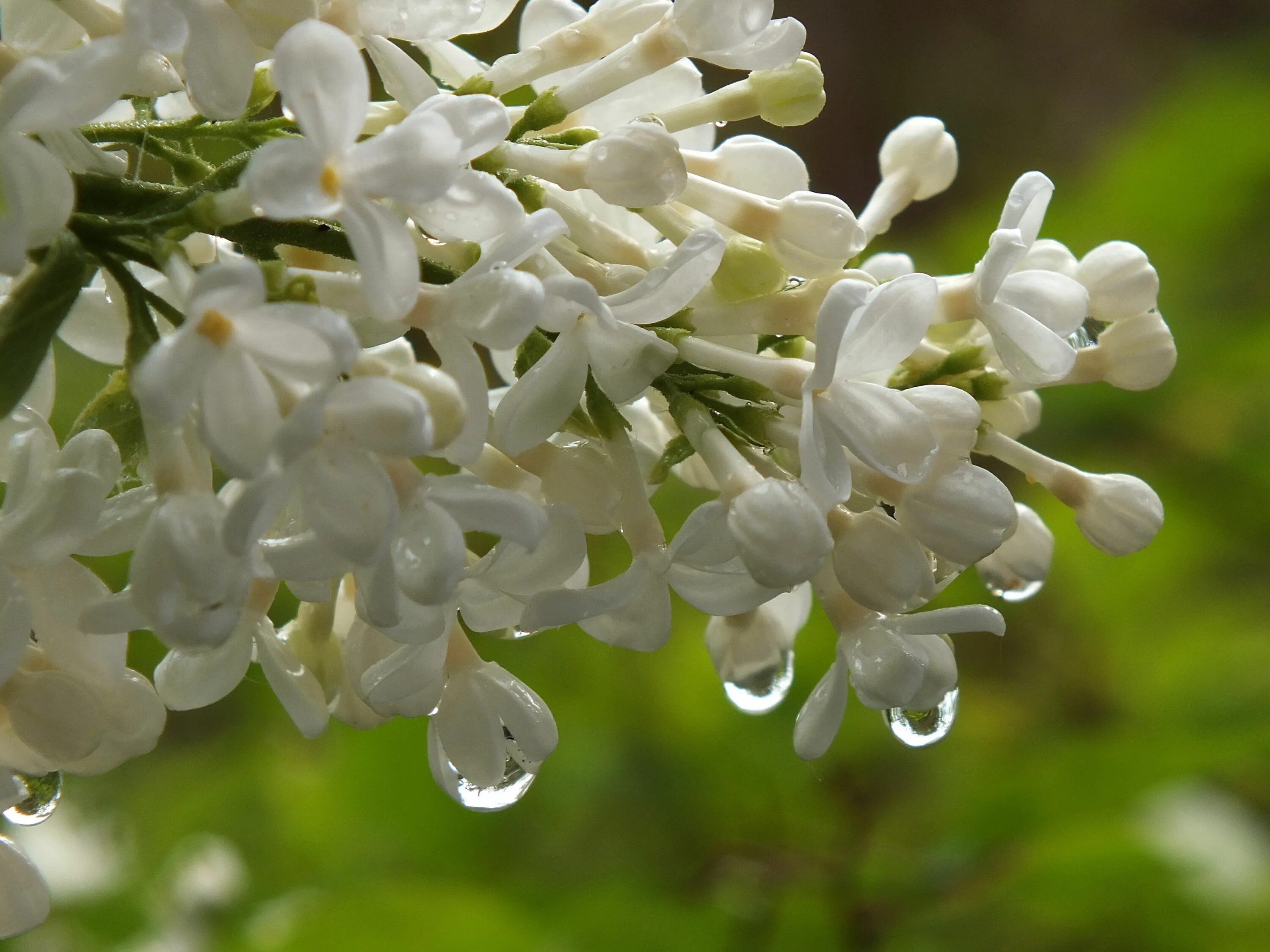 Syringa vulgaris Winter. Белая сирень. Круглая сирень белая. Сирень китайская белая.