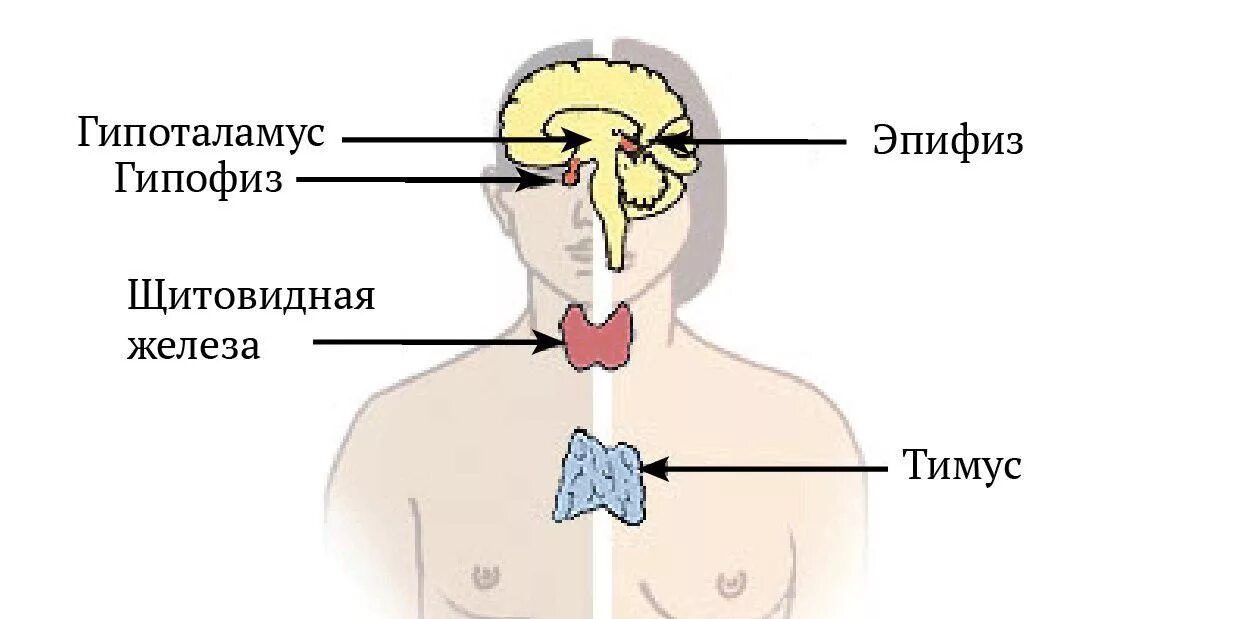 Гипофиз эпифиз таламус. Эндокринная система гипофиз эпифиз гипоталамус. Эндокринные железы гипофиз эпифиз. Таламус гипоталамус эпифиз. Гипофиз эндокринной