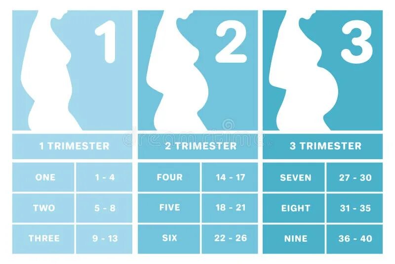 18 недель беременности это сколько месяцев. Триместр беременности картинки. Беременность по неделям. Триместры беременности по неделям фото. Стадии беременности по месяцам.