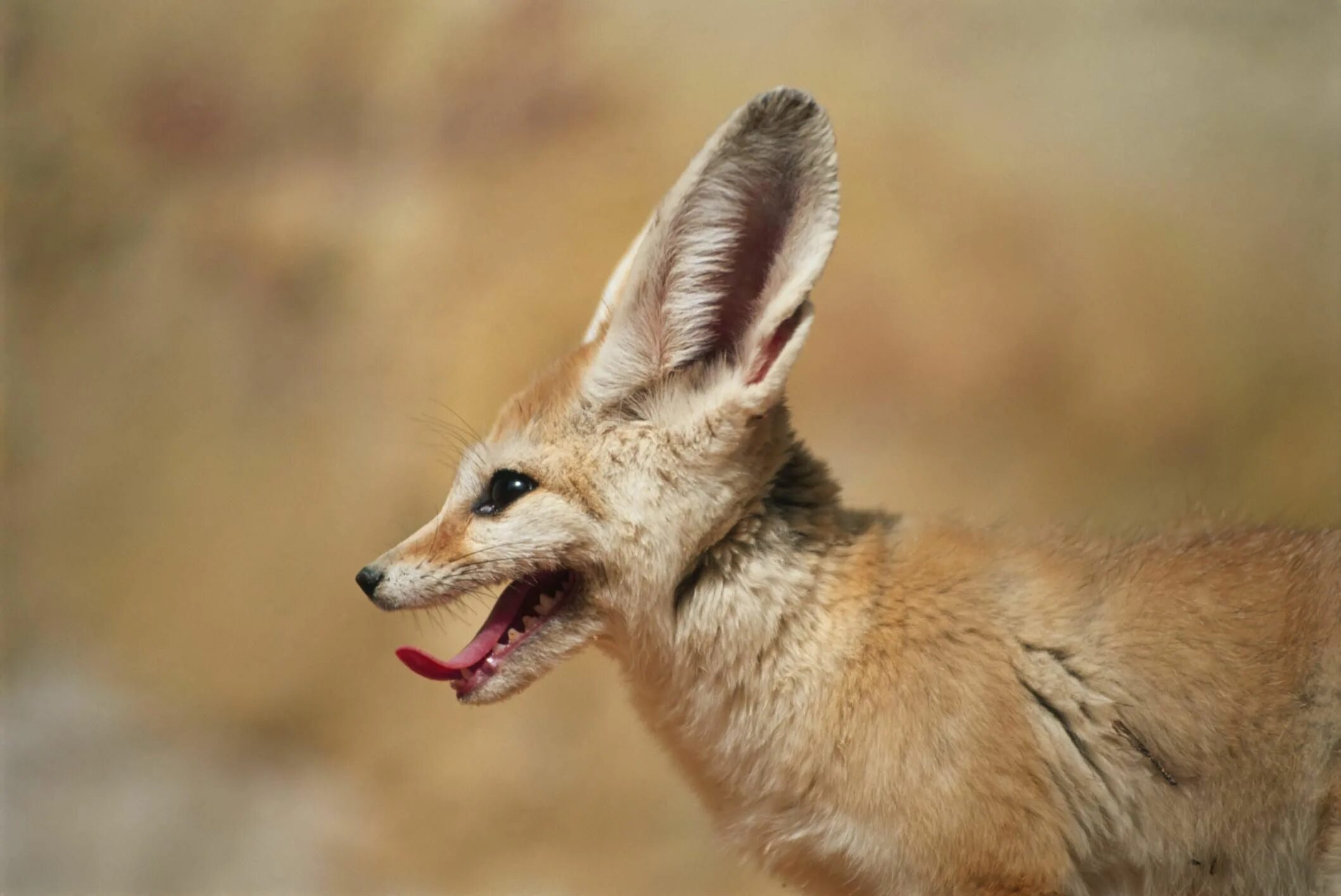 Fennec fox