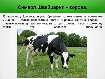 Предложение слова корова