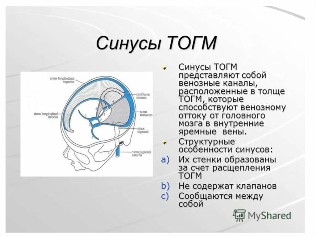 Синус оболочки мозга