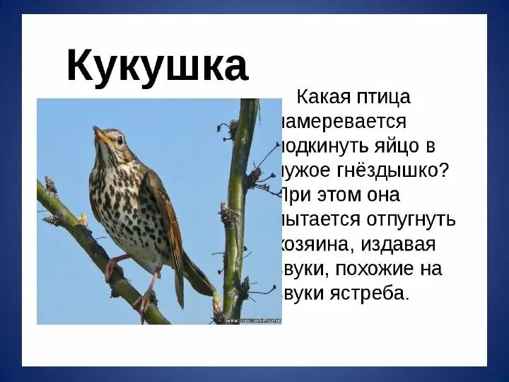 Ключевые слова для характеристики кукушки