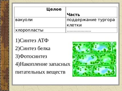 Биология 9 класс биосинтез углеводов фотосинтез конспект