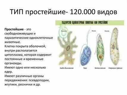 Какие классы относятся к типу простейшие