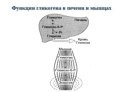 Печень вырабатывает гликоген