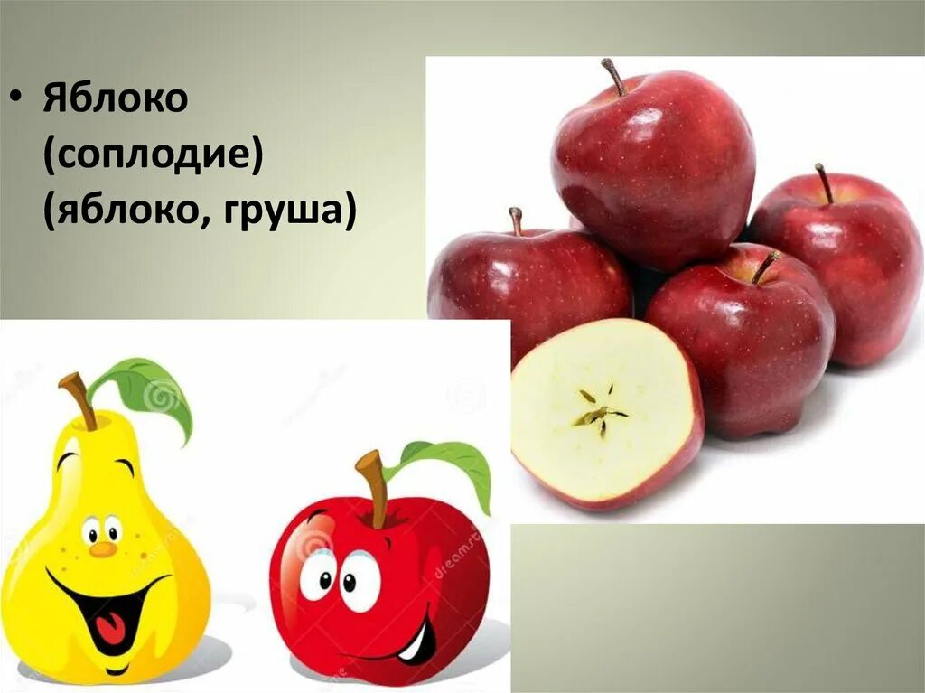 Плод яблони лексическое значение. Яблоко биология. плод яблоко биология. соплодие яблоко. яблоко (тип плода).