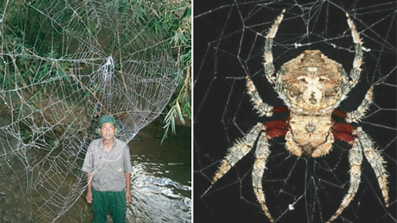 Существует ли паук. Мадагаскарский паук дарвина. caerostris darwini паук. caerostris паутина. ловчие сети паука вида caerostris darwini.
