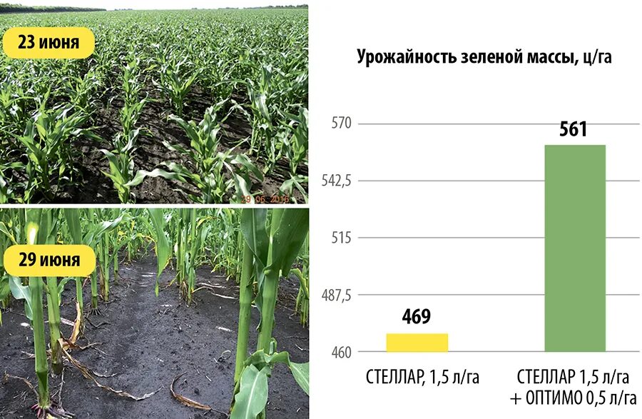 Урожайность это масса. Урожайность зеленой массы кукурузы. Урожайность силоса кукурузного. Кукуруза на силос урожайность. Урожайность зеленой массы.