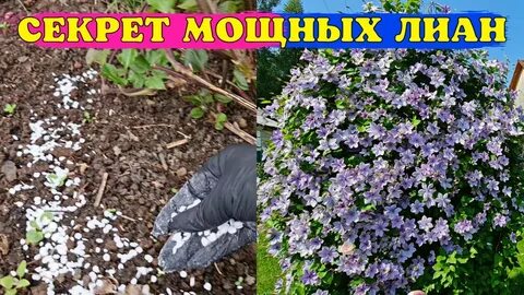 Чем подкормить клематисы весной в мае