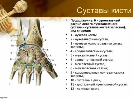 Запястно пястный сустав большого пальца по форме