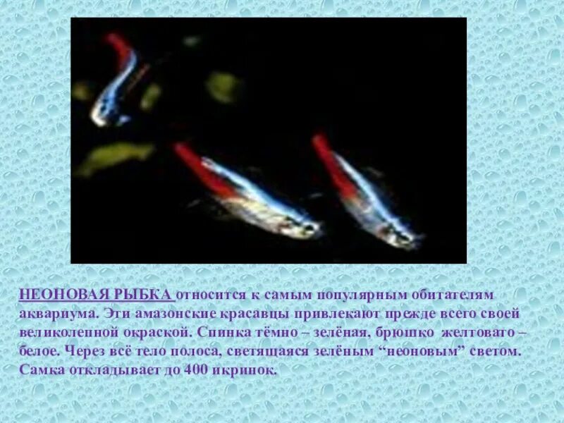 Презентация аквариумные рыбки. Аквариумные рыбки презентация. Аквариумные рыбки презентация для детей. Аквариумные рыбки для презентации неон. Название аквариумных рыбок и их Родина.