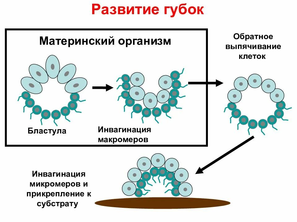 Появление многоклеточности привело. Развитие губок. Возникновение многоклеточности. Цикл развития губок. Формирование многоклеточности.