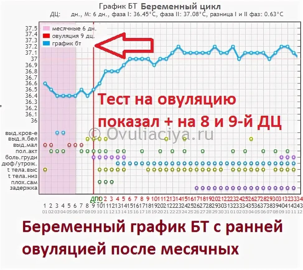 Симптомы овуляции сколько дней. Цикл овуляции для беременности. График вероятности забеременеть. График ранней овуляции. Беременность цикл вероятность.