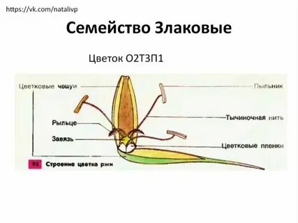 Пшеница генеративные органы