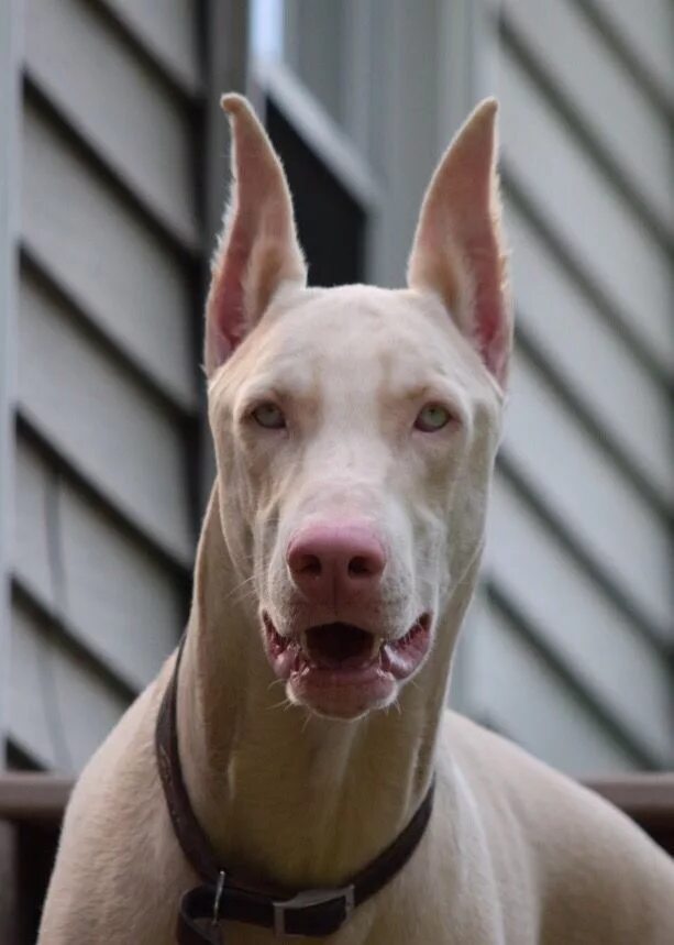 Как выглядит белый доберман white doberman Pearl Sunshine Huusko Doberman, Rottweiler puppies, Doberman pins
