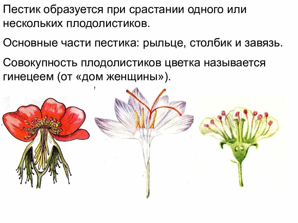 Генеративные органы цветки соцветия биология 6. Генеративные органы растений цветок. Генеративные органы цветки соцветия. Генеративные органы растений презентация.