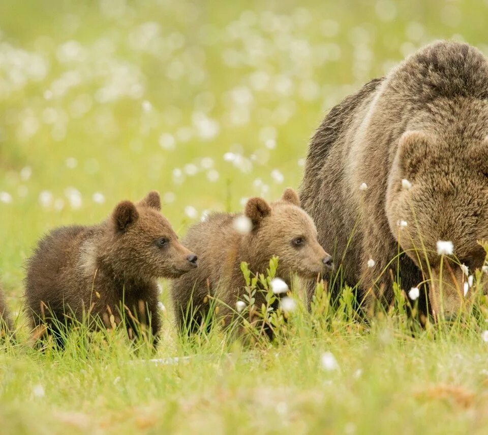 Медведи 06. Медведица с медвежатами. Семья медведей. Медведь с медвежонком. Медведь на Поляне.