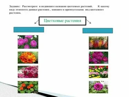 Остатки животных и растений как называется. Остатки животных и растений как называется