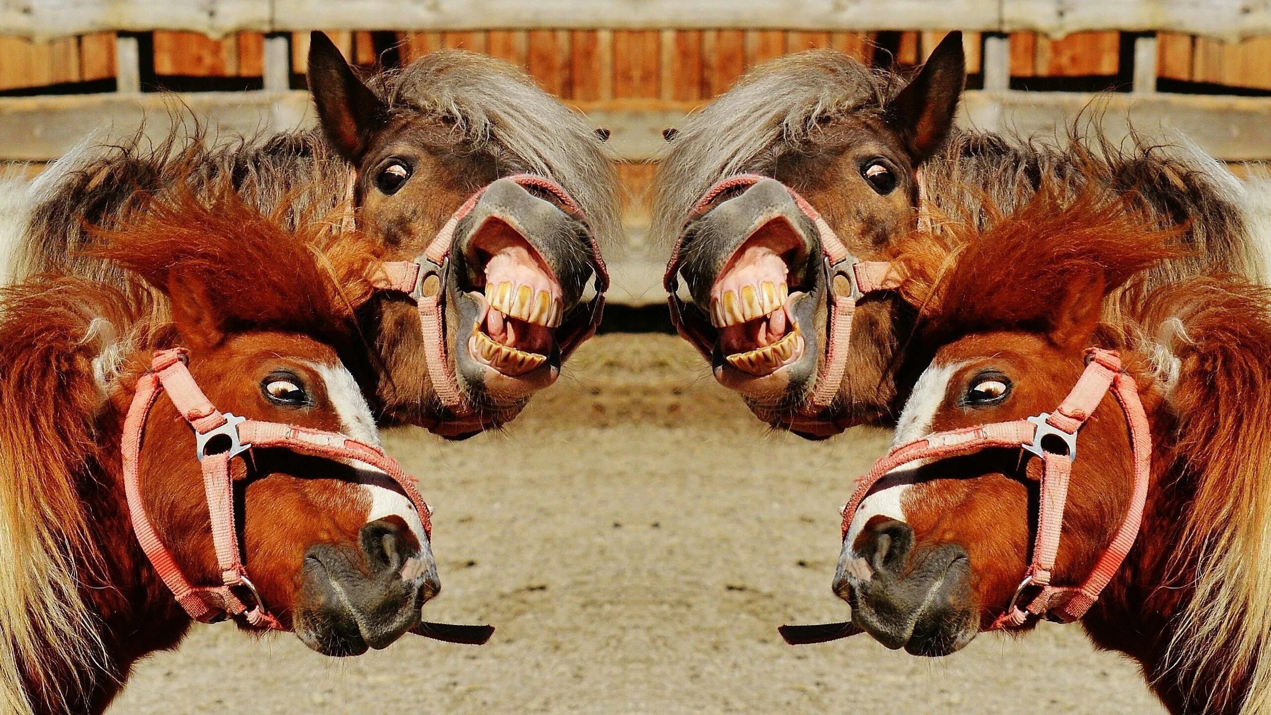 тыгдынский конь. забавные лошадки. лошадь прикол видео лошадь лошади лошадь. лошадь улыбается. пчела на лошади.