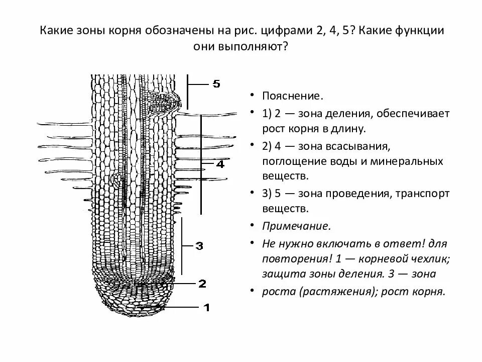 Задания строение корня. Рис 37 строение корня. Зоны деления корня корневой чехлик. Строение корня зоны. Внутреннее строение корня зоны корня.