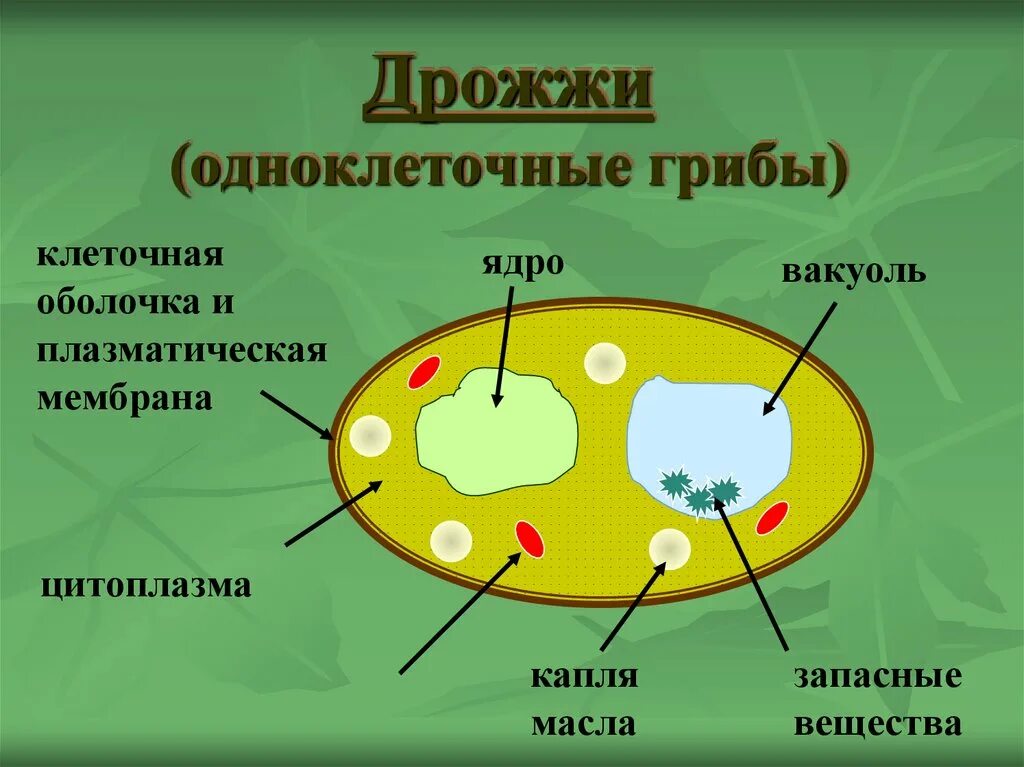 Есть гриб дрожжи. Строение грибной клетки дрожжи. Строение клеток грибов дрожжей. Одноклеточные грибы дрожжи строение. Строение одноклеточных грибов дрожжи.