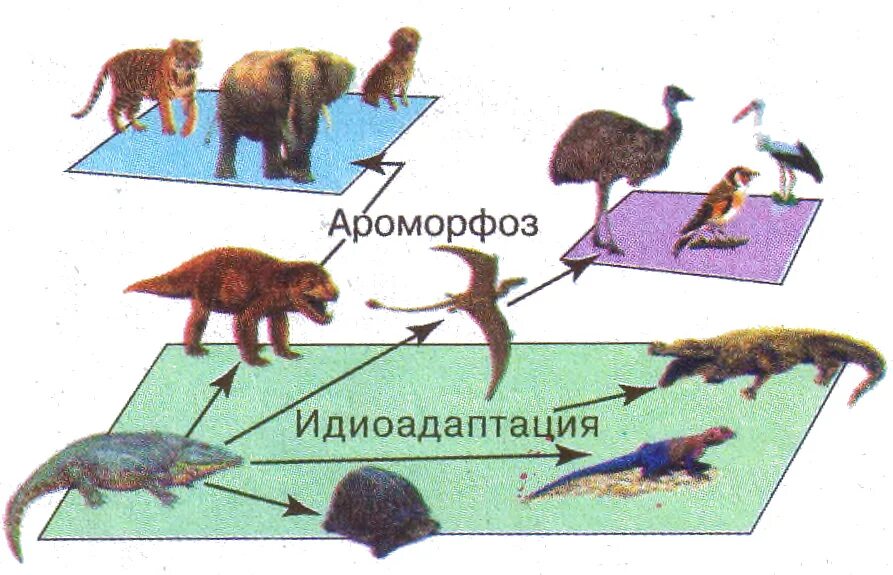 Выявление идиоадаптаций у животных. Ароморфозы млекопитающих животных. Ароморфозы в эволюции. Пример идиоадаптации у жив.