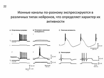 Активность нейронов