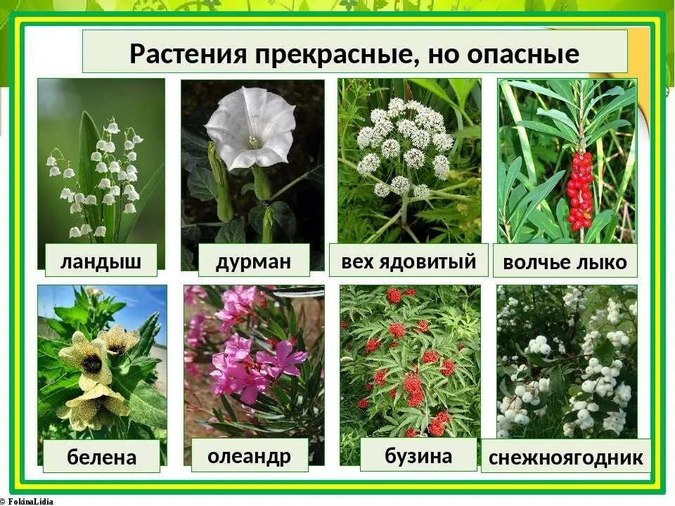 Какое растение не является травянистым